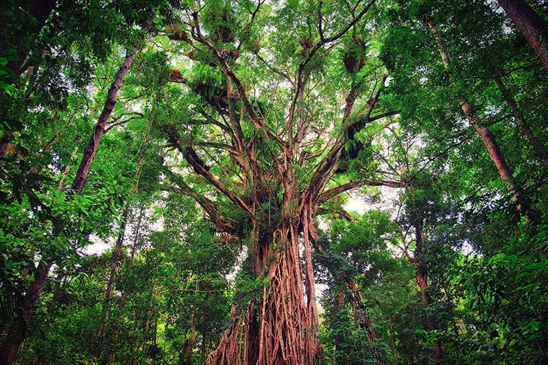 The Cathedral - Atherton Tablelands, QLD